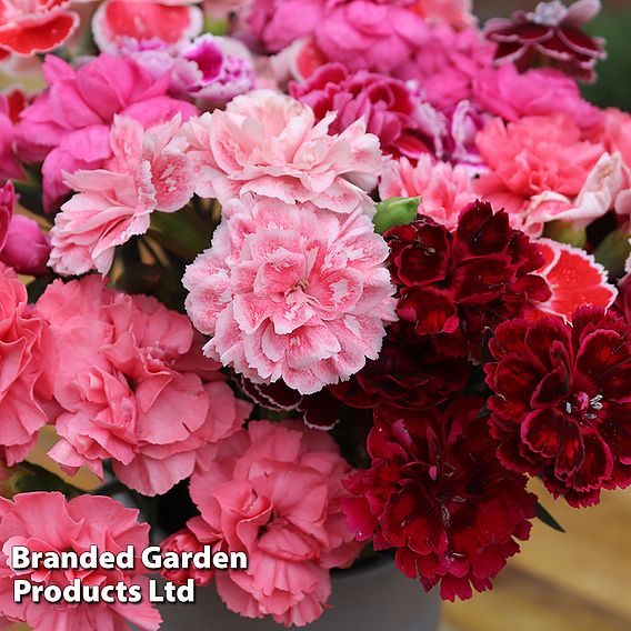 Dianthus 'Scented Pleasures Collection'