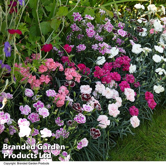 Dianthus 'Scented Pleasures Collection'