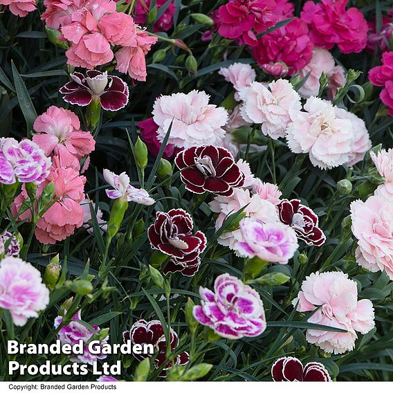 Dianthus 'Scented Pleasures Collection'
