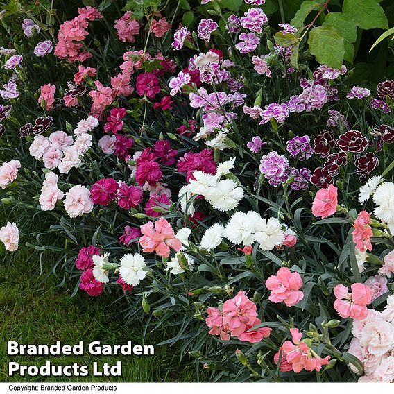 Dianthus 'Scented Pleasures Collection'