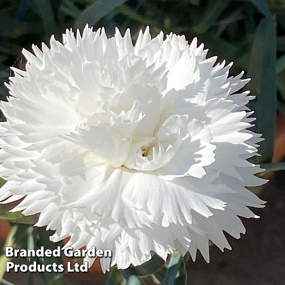 Dianthus 'Scented Pleasures Collection'