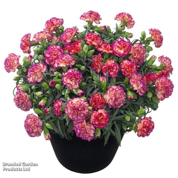 Dianthus caryophyllus 'Flow® Glen Bay'