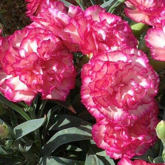 Dianthus caryophyllus 'Flow® Glen Bay'