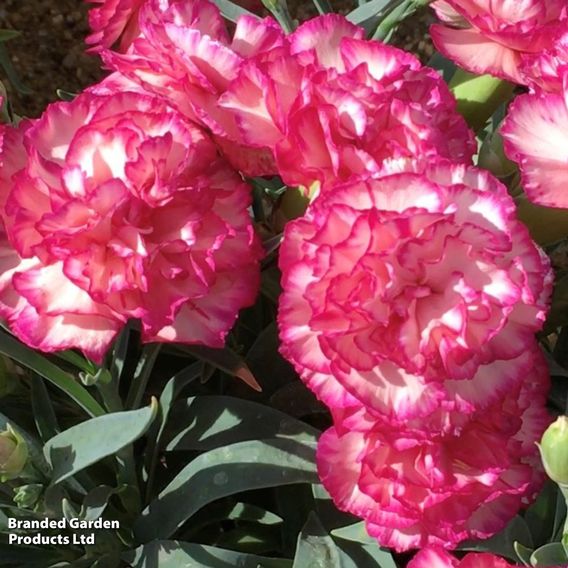 Dianthus caryophyllus 'Flow® Glen Bay'