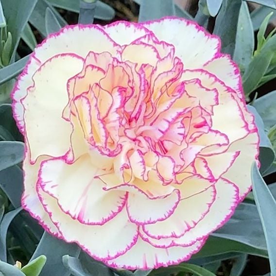 Dianthus caryophyllus 'Flow® Grace Bay'