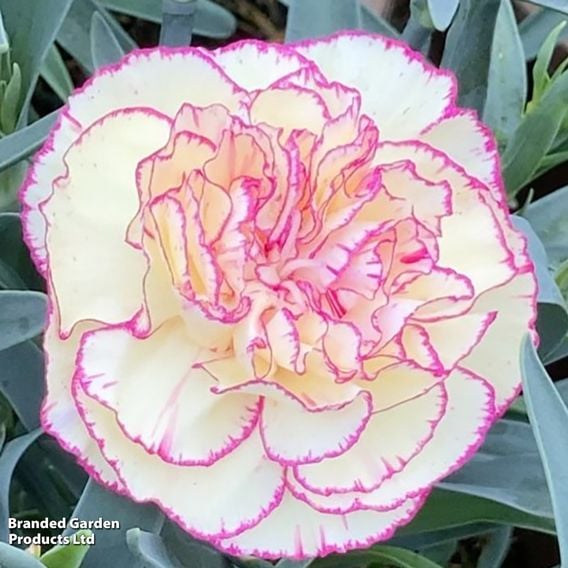 Dianthus caryophyllus 'Flow® Grace Bay'