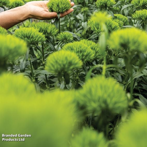 Dianthus barbatus 'Green Wicky'