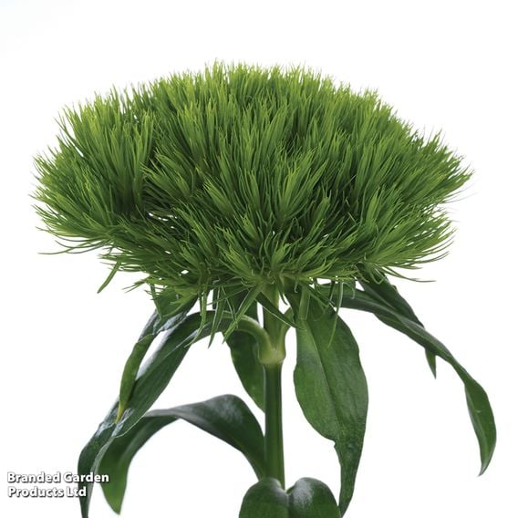 Dianthus barbatus 'Green Wicky'