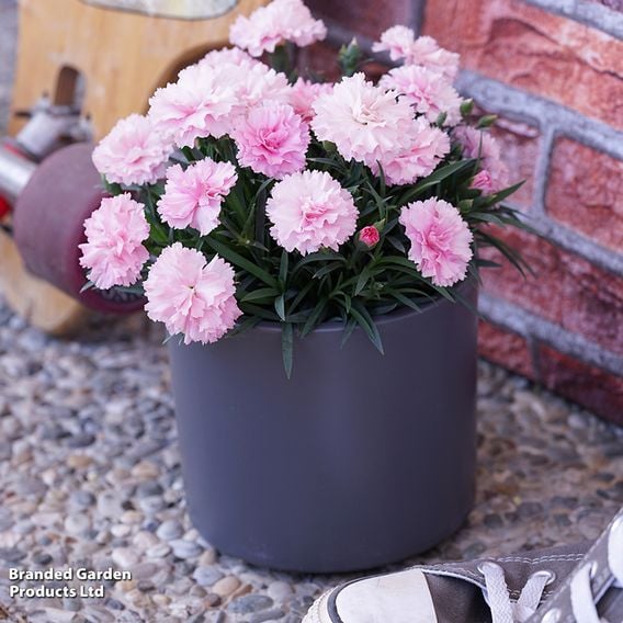 Dianthus caryophyllus 'I Love You'