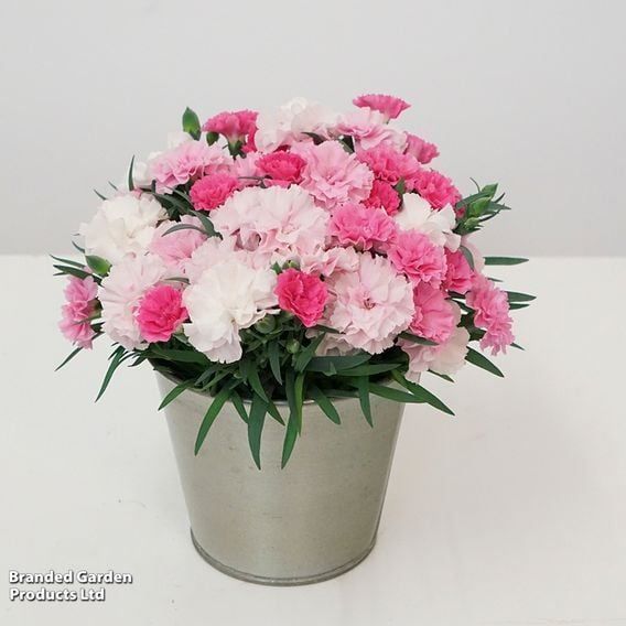 Dianthus caryophyllus 'I Love You'