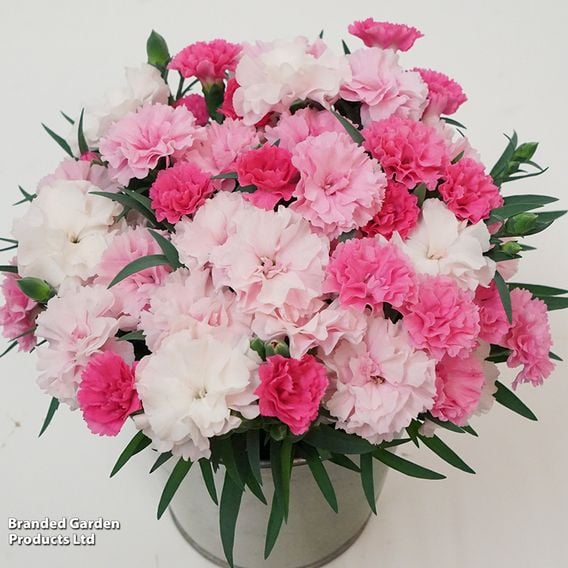 Dianthus caryophyllus 'I Love You'