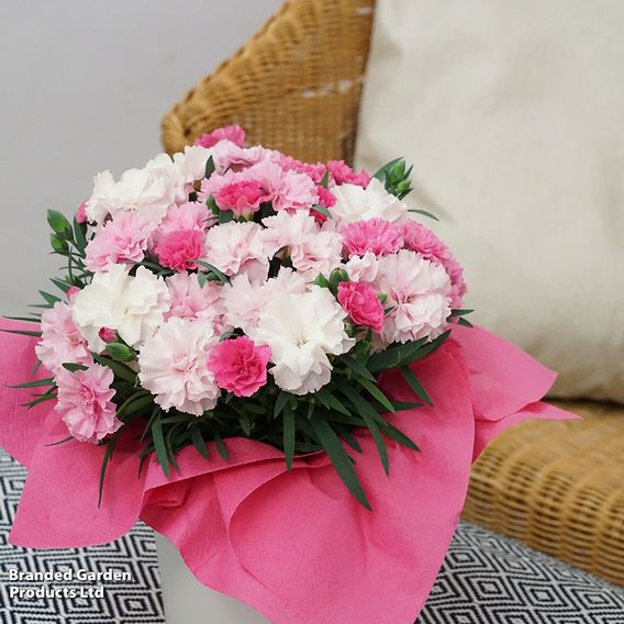 Dianthus caryophyllus 'I Love You'