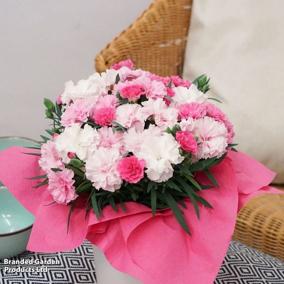Dianthus caryophyllus 'I Love You'