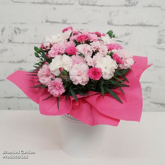Dianthus caryophyllus 'I Love You'