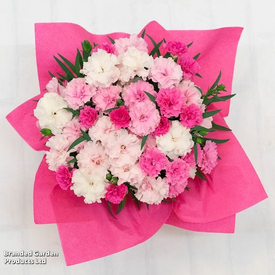 Dianthus caryophyllus 'I Love You'