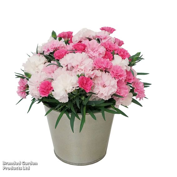 Dianthus caryophyllus 'I Love You'