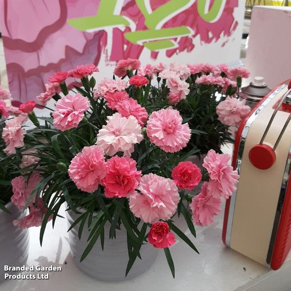 Dianthus caryophyllus 'I Love You'