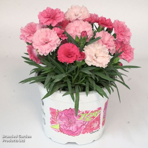 Dianthus caryophyllus 'I Love You'