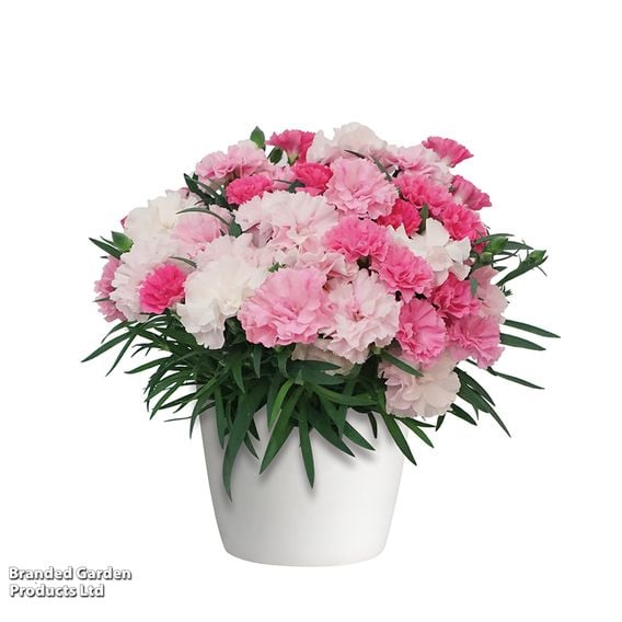 Dianthus caryophyllus 'I Love You'