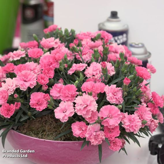 Dianthus caryophyllus 'I Love You'