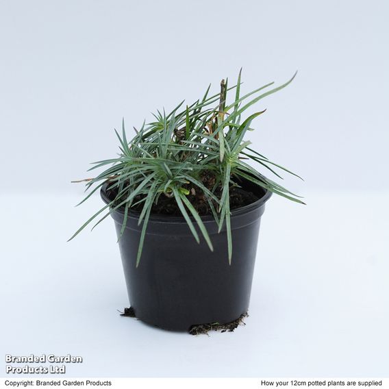 Dianthus 'Whatfield Joy'