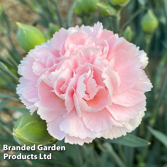 Dianthus 'Scented Pleasures Collection'