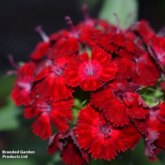 Dianthus barbatus 'Rockin' Red'
