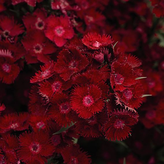 Dianthus Plants -  Rockin Red