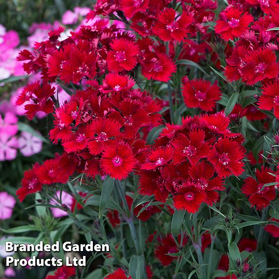 Dianthus barbatus 'Rockin' Red'