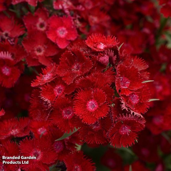 Dianthus barbatus 'Rockin' Red'