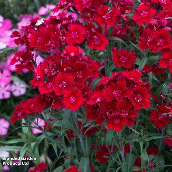 Dianthus barbatus 'Rockin' Red'
