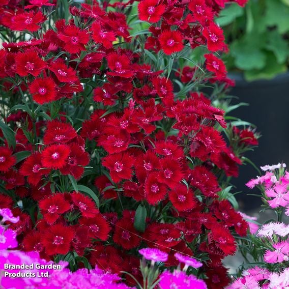 Dianthus barbatus 'Rockin' Red'