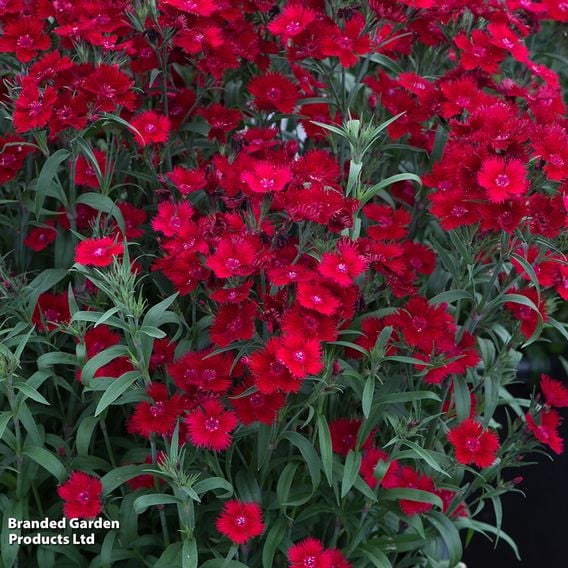 Dianthus barbatus 'Rockin' Red'