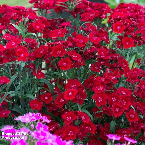 Dianthus barbatus 'Rockin' Red'