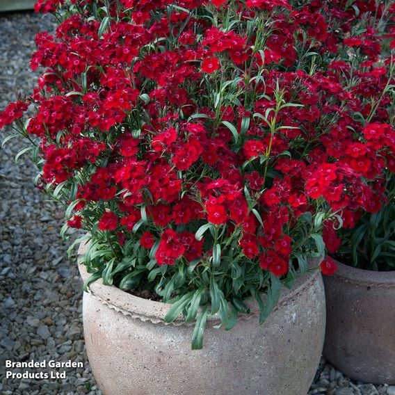 Dianthus barbatus 'Rockin' Red'