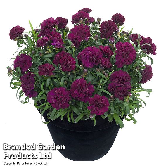 Dianthus 'Sunflor Beetle'