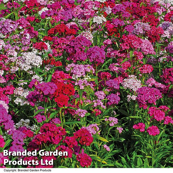 Dianthus 'Sweet William'