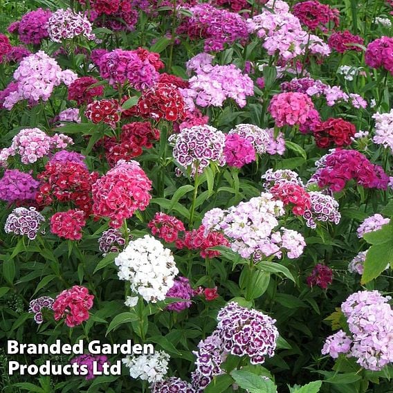 Dianthus barbatus 'Volcano Mix' - Organic Seeds