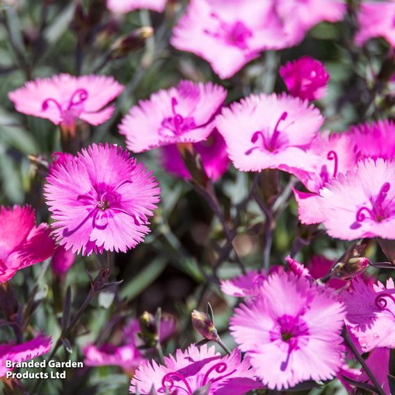 Dianthus 'Whatfield Joy'