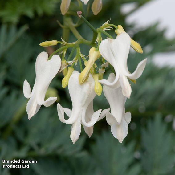 Dicentra 'Amore Titanium'