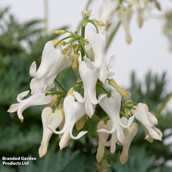 Dicentra 'Amore Titanium'