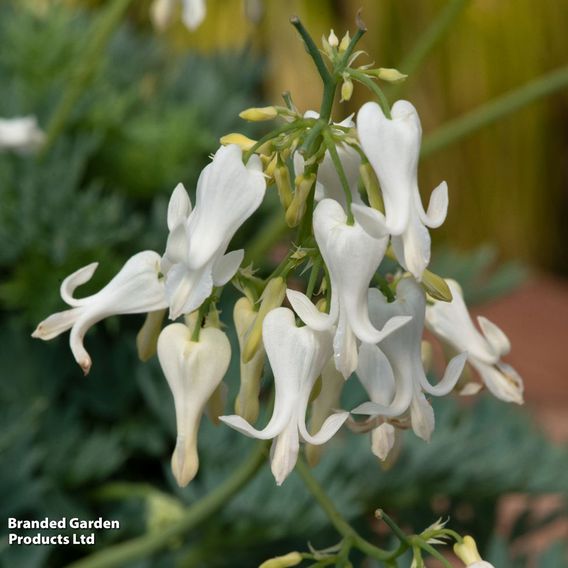 Dicentra 'Amore Titanium'