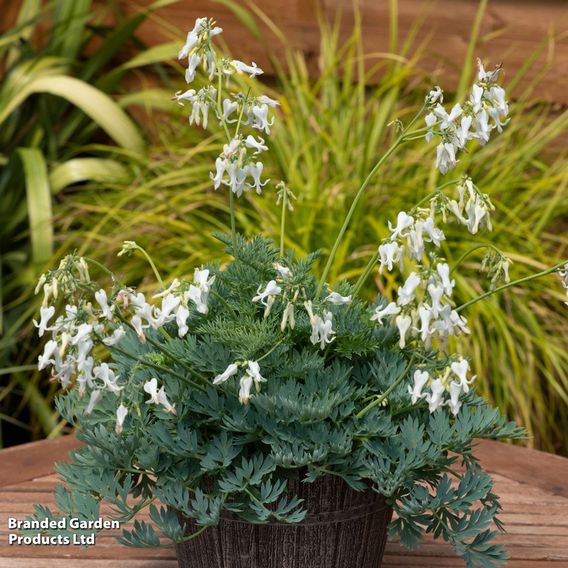 Dicentra 'Amore Titanium'