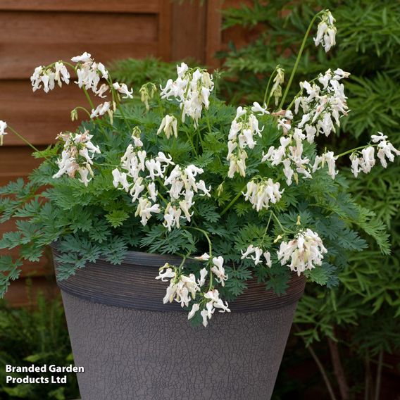 Dicentra 'Amore Titanium'