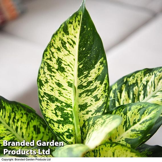 Dieffenbachia seguine 'Mars'