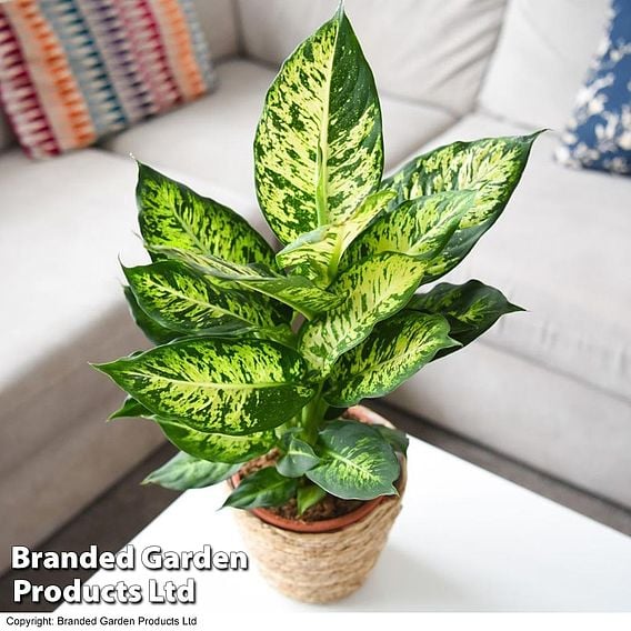 Dieffenbachia seguine 'Mars'