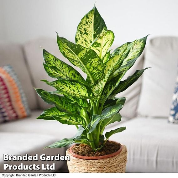 Dieffenbachia seguine 'Mars'