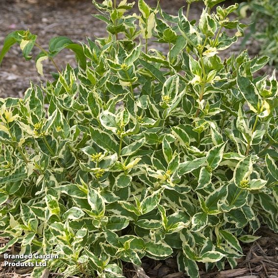 Diervilla sessilifolia 'First Editions® Cool Splash®'