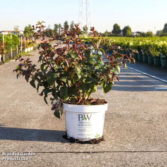Diervilla rivularis 'Kodiak Black'