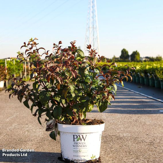 Diervilla rivularis 'Kodiak Black'